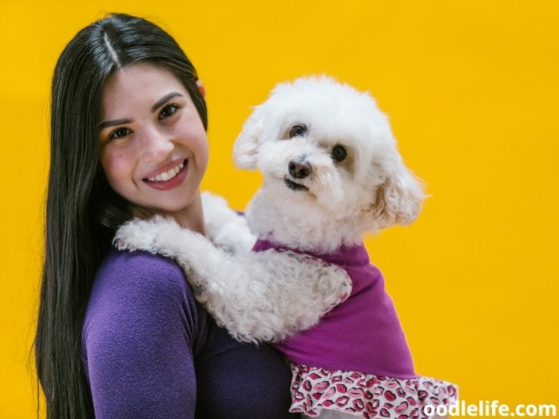 carrying white Poodle