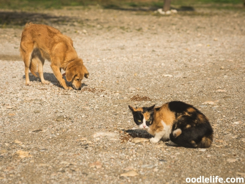 cat and dog