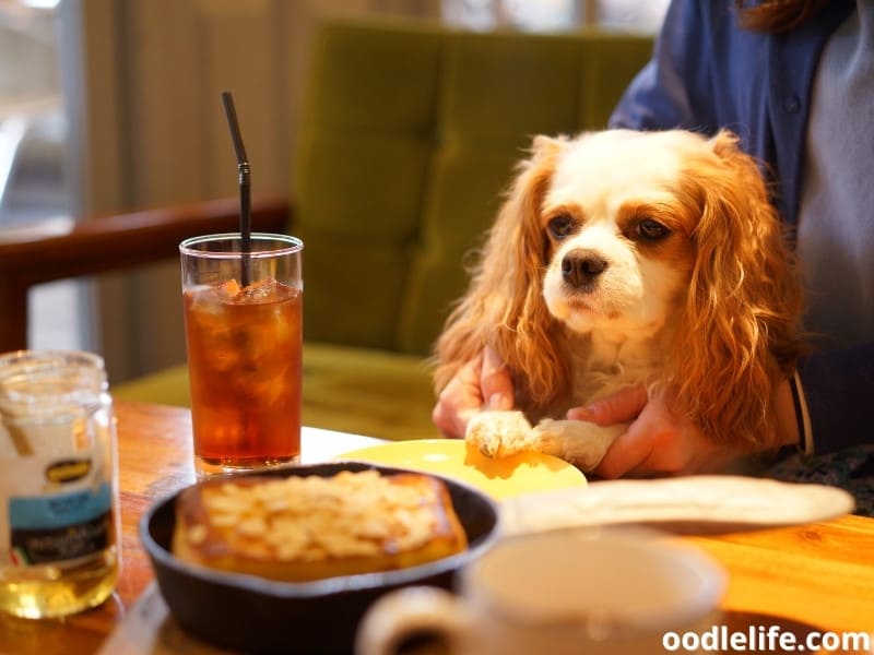 Cavalier King Charles Spaniel at a cafe