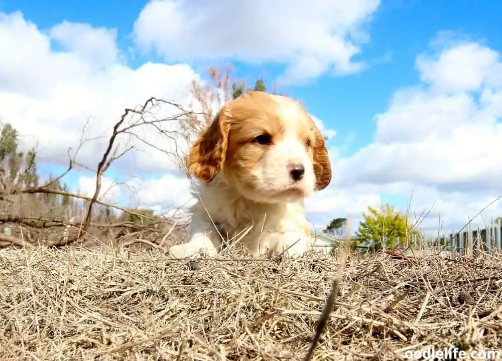 Cavapoo breeders in Texas