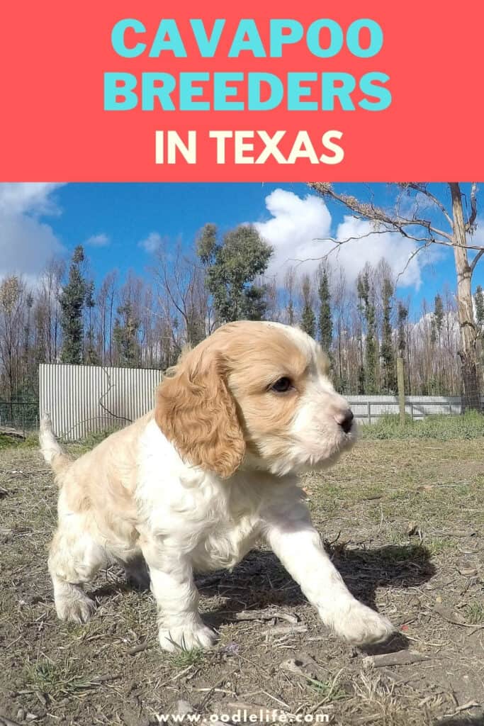 5 Best Cavapoo Breeders In Texas (2024 Update) Oodle Life