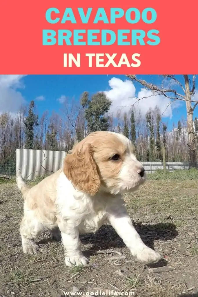 Cavapoo breeders in Texas