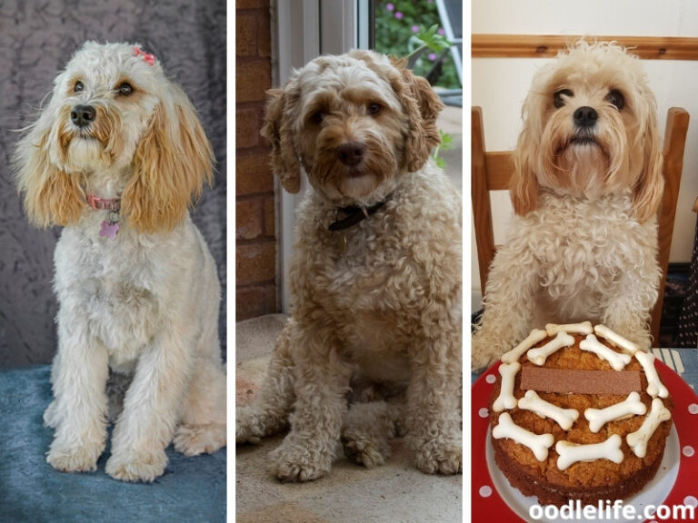 Ultimate Cavapoochon Breed Guide: Are They Good Dogs? [with Photos ...