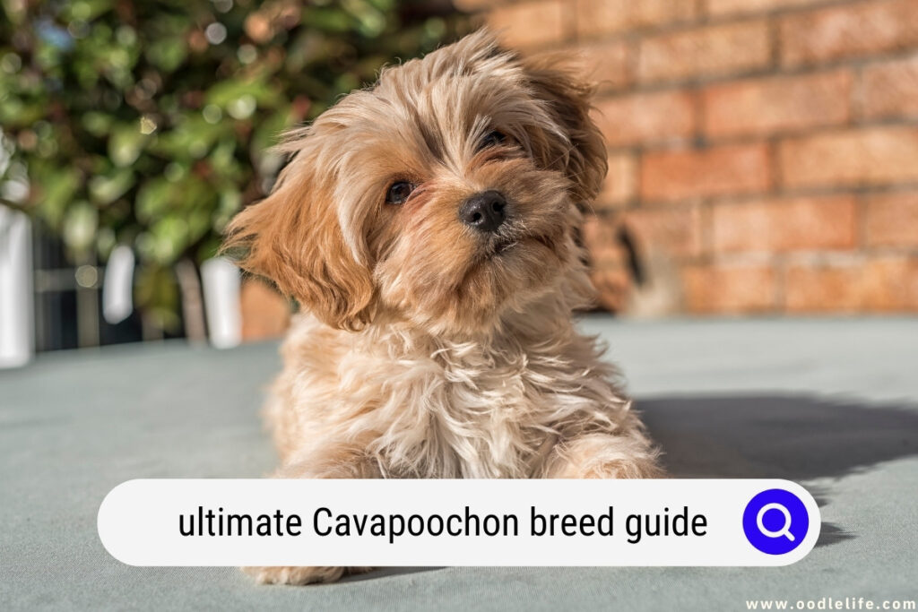 Cavapoochon breed guide