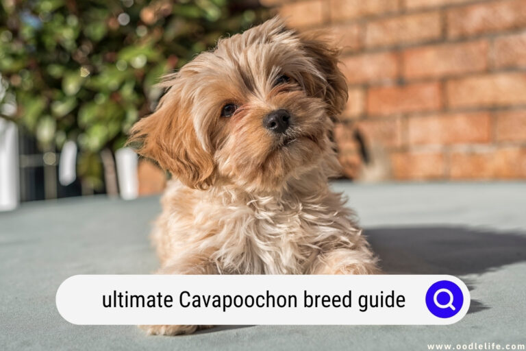 Ultimate Cavapoochon Breed Guide: Are They Good Dogs? [with Photos]