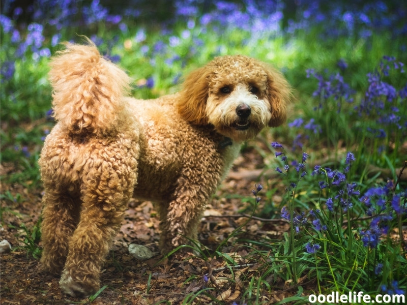 Cavapoochon in the garden