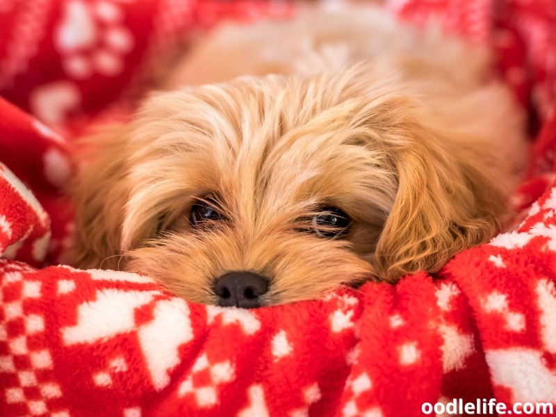 Cavapoochon lying on a blanket