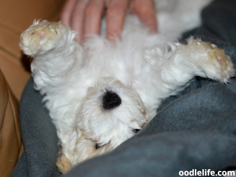 Cavapoochon puppy getting belly rub