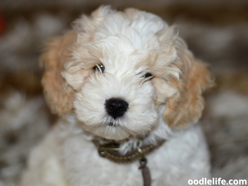 Cavapoochon puppy