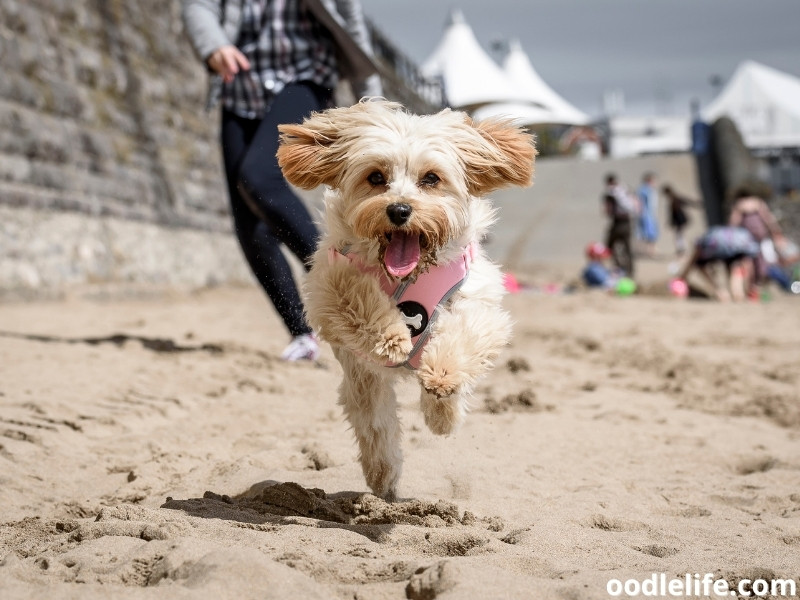 Cavapoochon running at the beach