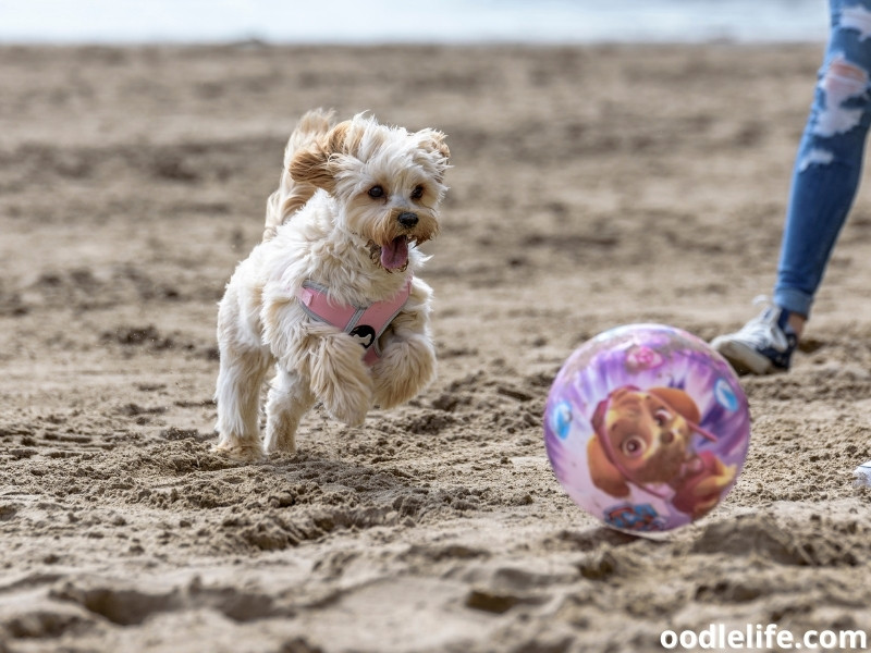 Cavapoochon with ball plays with owner