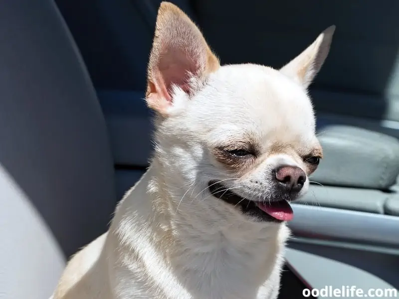Chihuahua feeling sick in the car