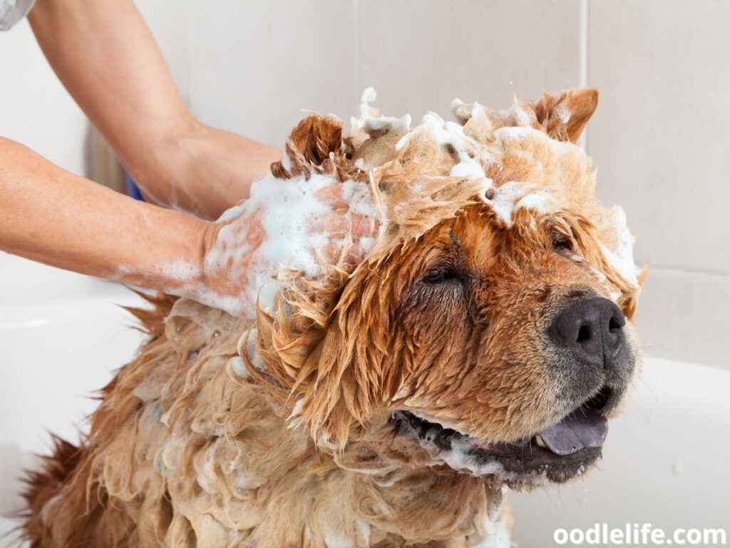 Chow Chow bathing