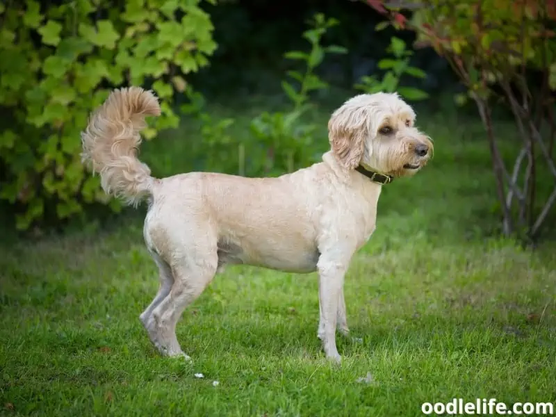 cockapoo haircut