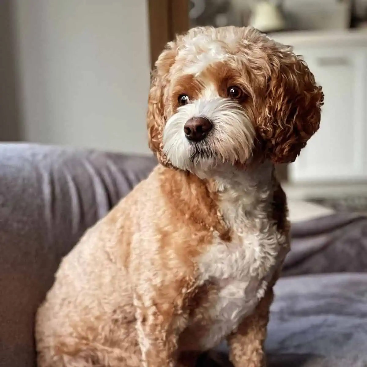 Cockapoo looks at the window