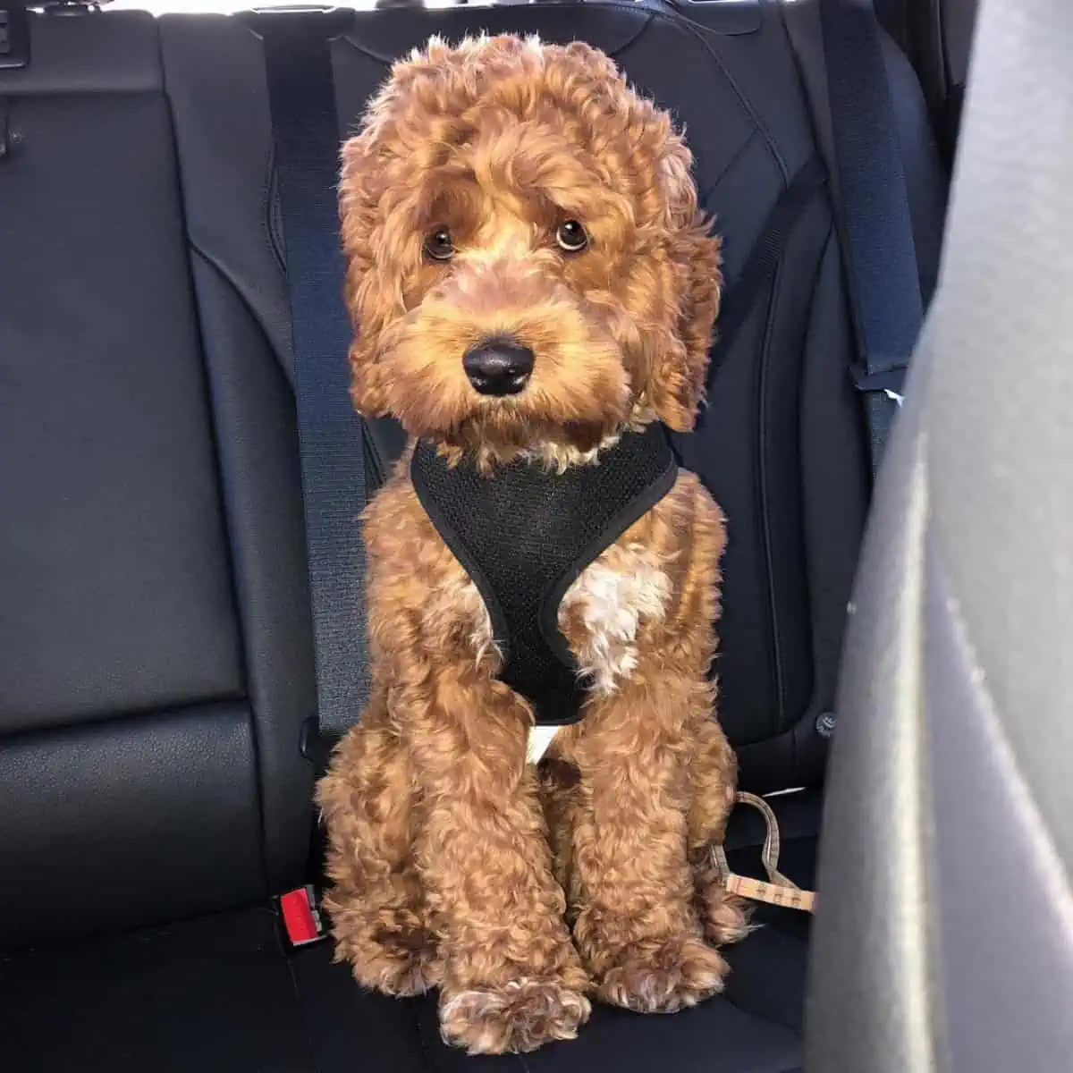 Cockapoo off to somewhere