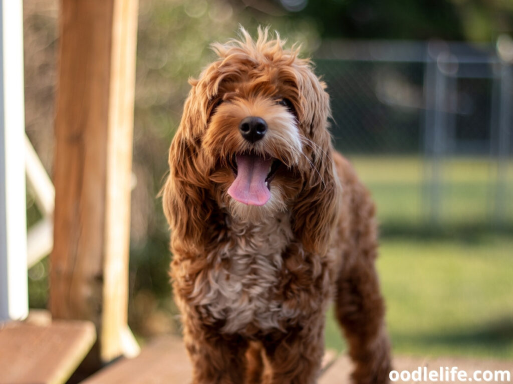 Cockapoo straight coat