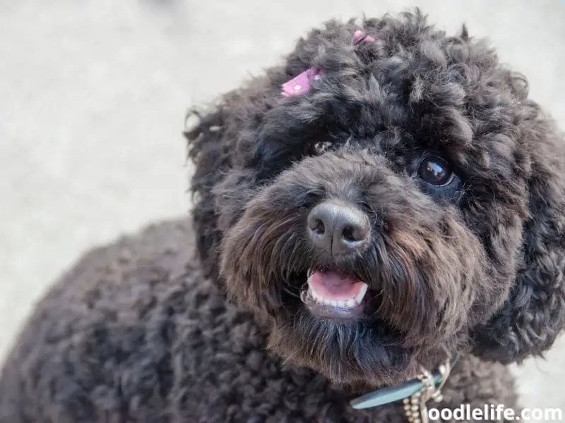 Cockapoo teddy bear look