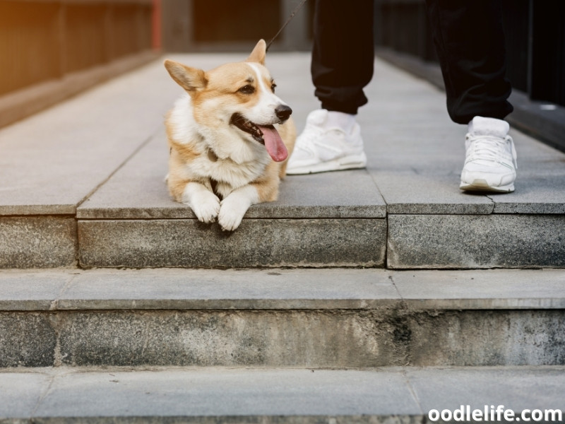 Corgi guards owner