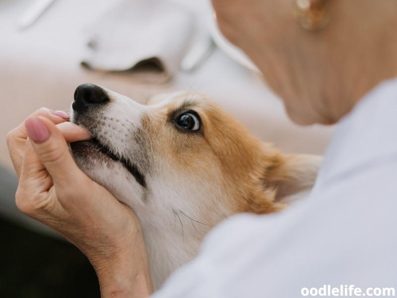 Corgi nipping owner's finger