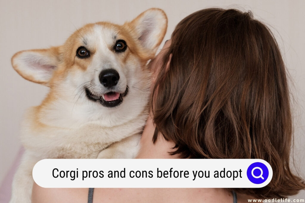 Corgi pros and cons