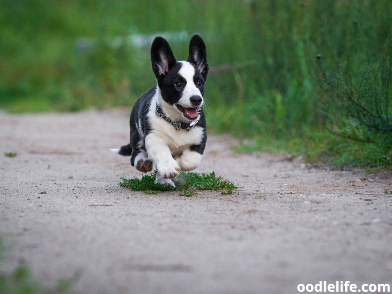 Corgi puppy runs