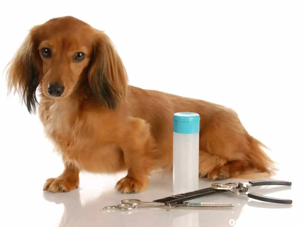 Dachshund beside the grooming tools