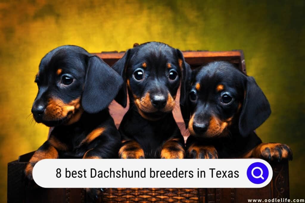 Dachshund breeders in Texas
