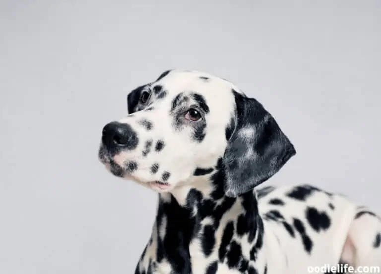 How Much Is a Dalmatian Puppy? (Dalmatian Prices (2024 Update))