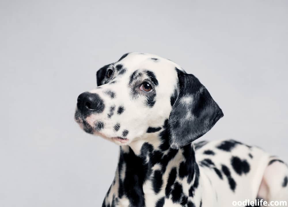 How Much Is A Dalmatian Puppy? (Dalmatian Prices (2022 Update)) - Oodle Life