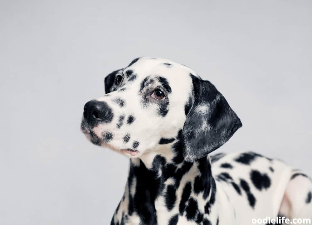 dalmatian prices