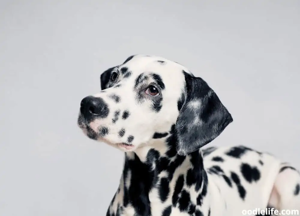 dalmatian prices