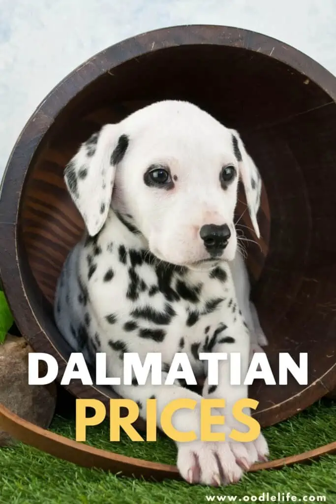 dalmatian prices