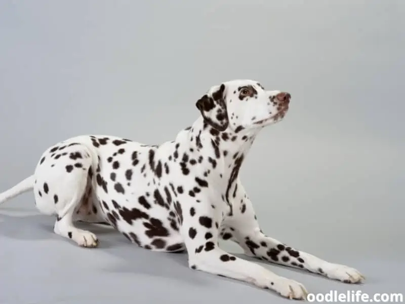 Dalmatian sitting on a gray background