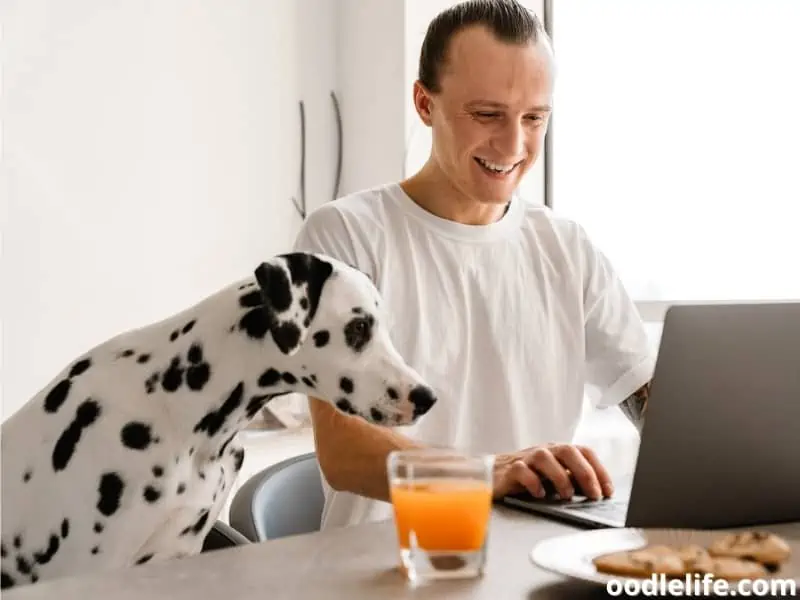 Dalmatian with owner on his laptop