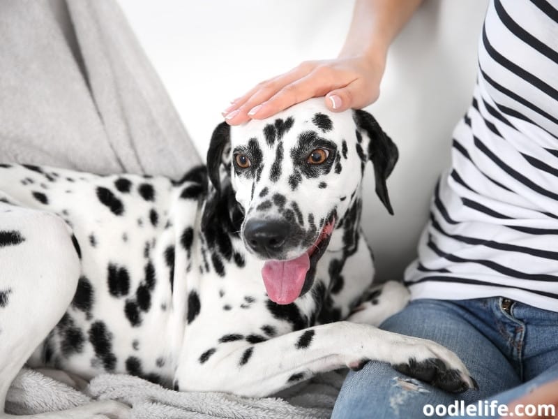 Dalmatian with owner