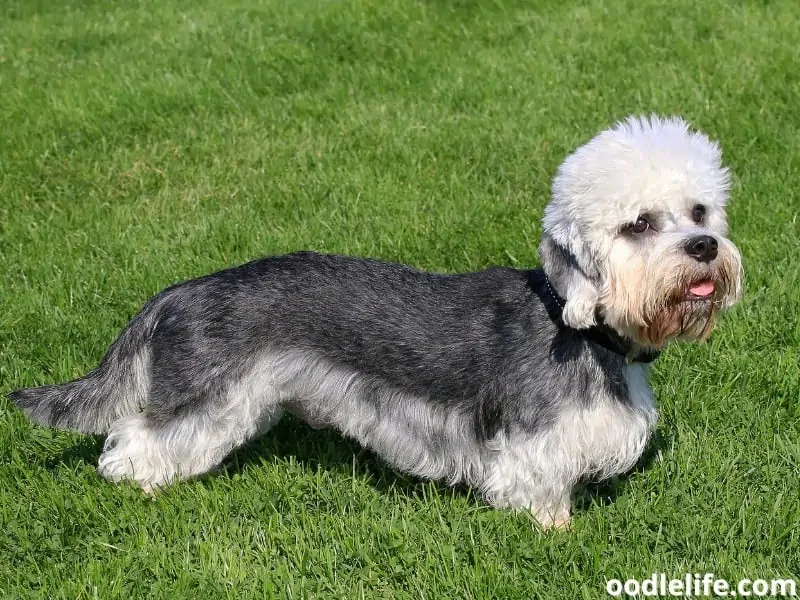 Dandie Dinmont Terrier 