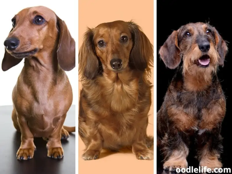 do smooth haired dachshunds malt