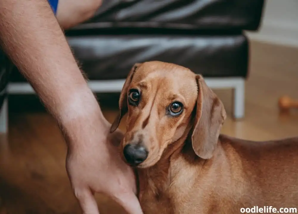 do Dachshunds shed