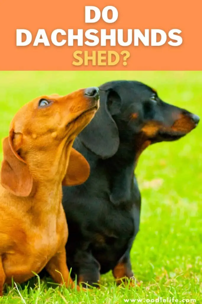 do Dachshunds shed