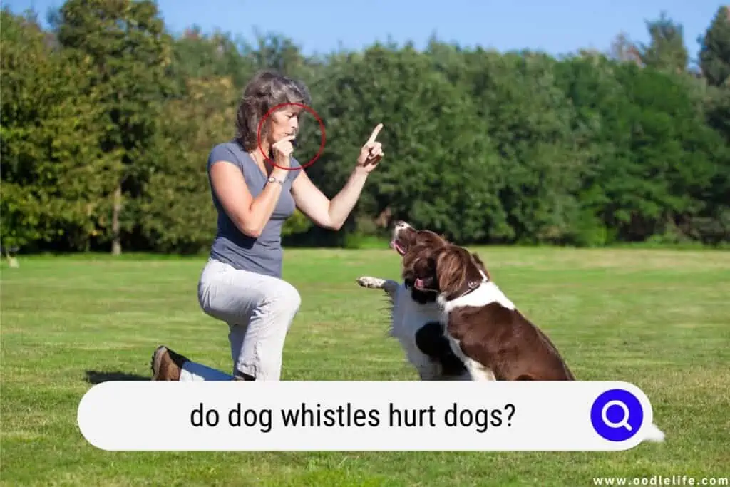 do dog whistles hurt dogs