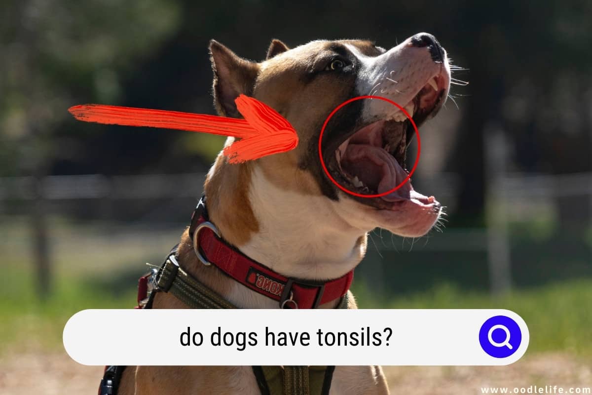 does a dog have tonsils