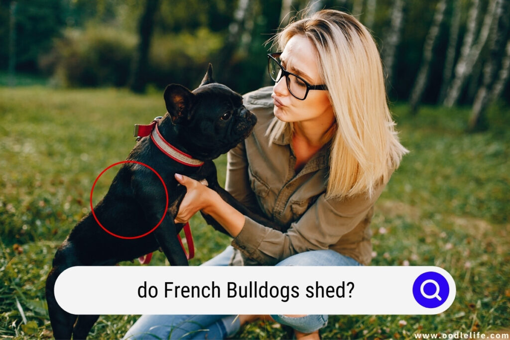 do French Bulldogs shed