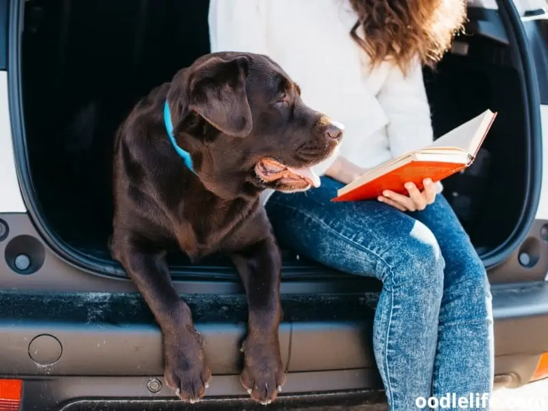 dog and owner sit in the trunk