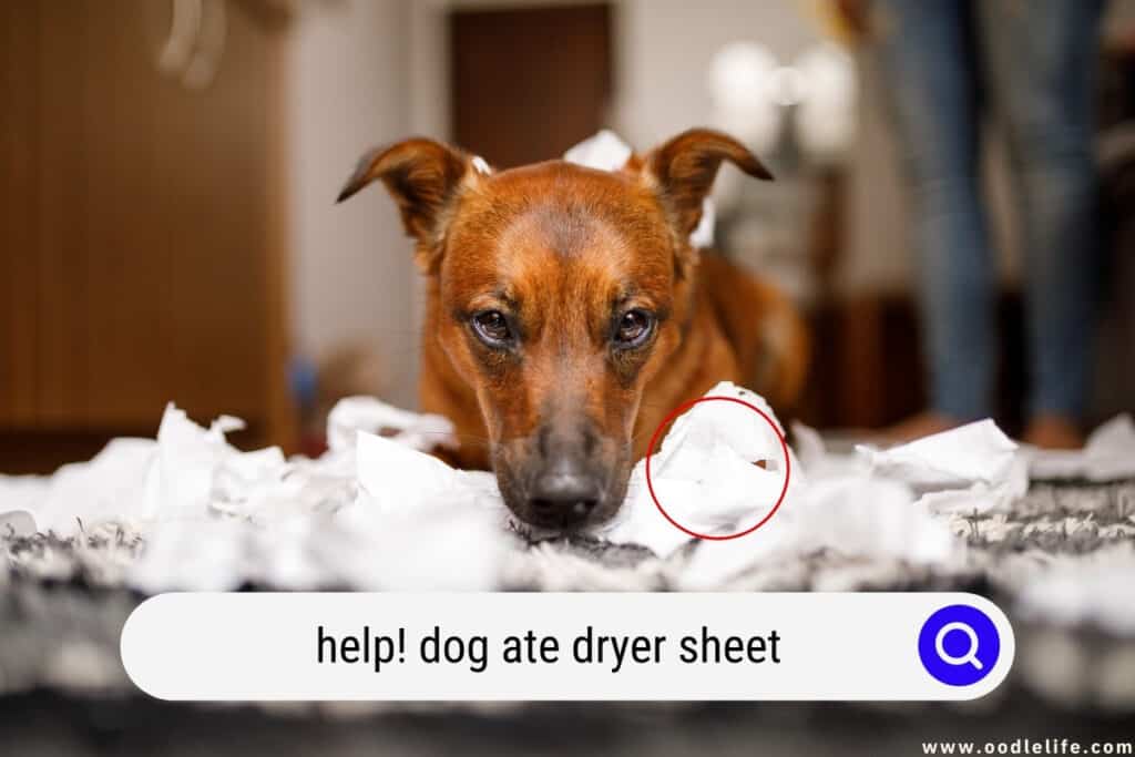 dog ate dryer sheet