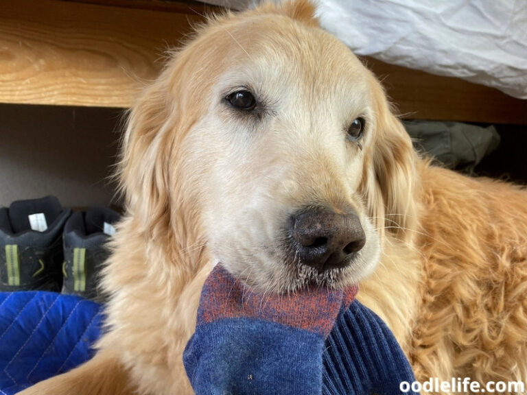 [6 Reasons] Why Does My Dog STEAL My Socks!? Oodle Life