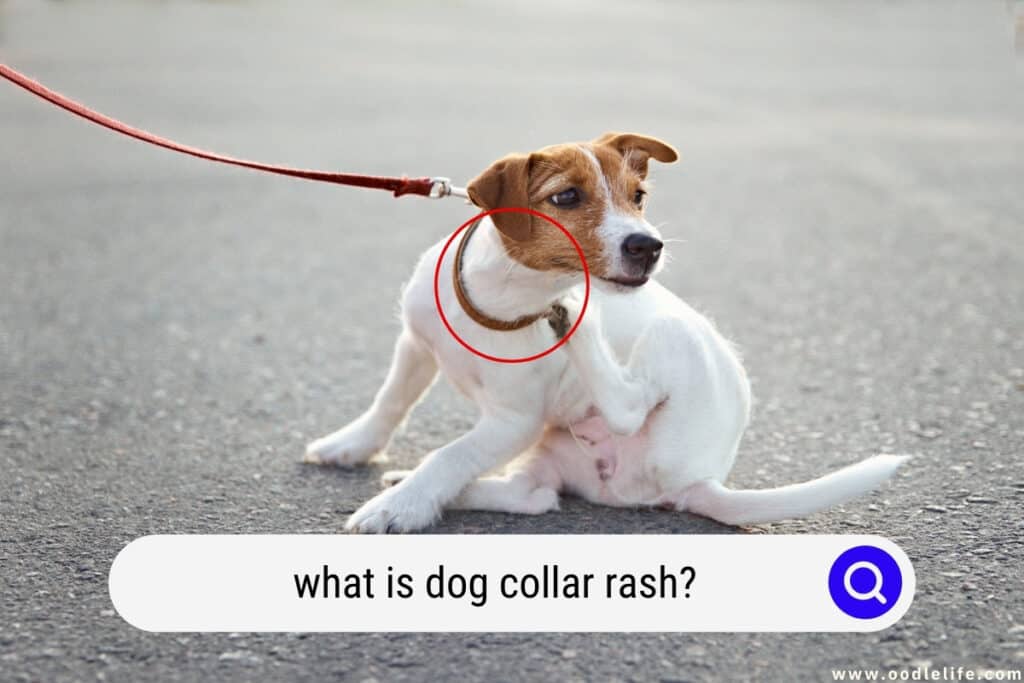 What Is Dog Collar Rash And How To Prevent Collar Chafing? Oodle Life