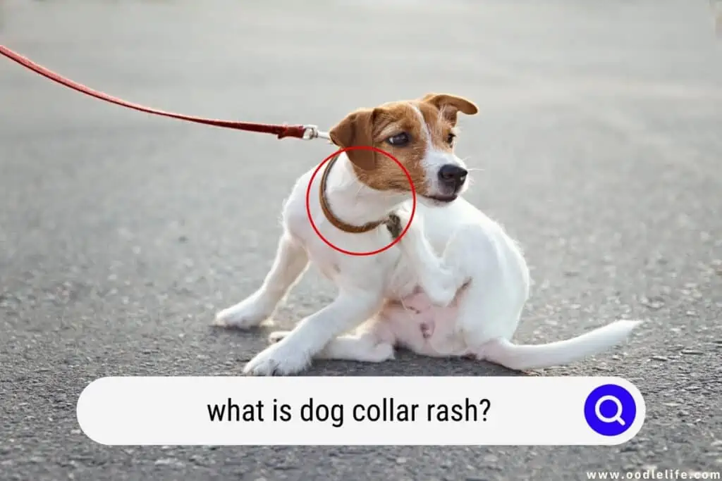 dog collar rash