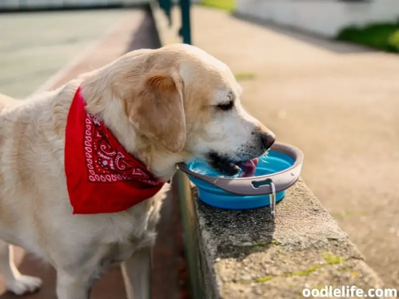 dog drinking water