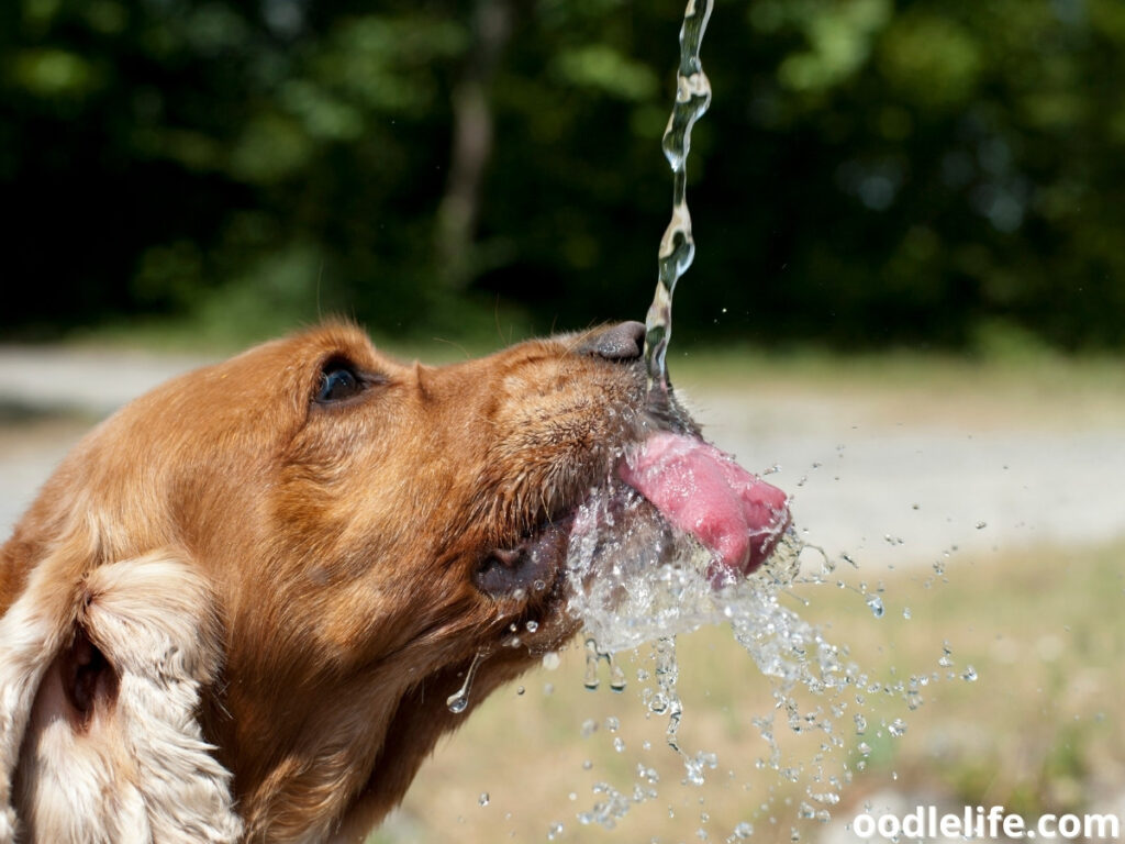 dog drinks water